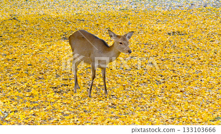 奈良公園的銀杏樹秋葉和鹿群 133103666