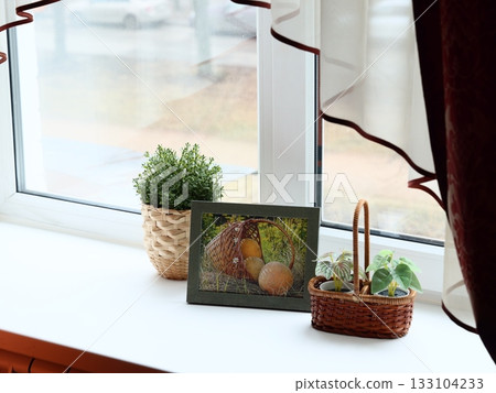 Cozy interior setting with flourishing potted plants and gentle shadows Cozy interior setting with flourishing potted plants and gentle shadows 133104233