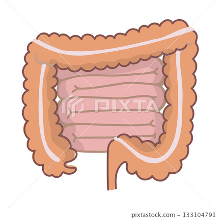Simple illustration of the large intestine and small intestine 133104791