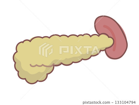 Simple pancreas and spleen illustration Simple pancreas and spleen illustration 133104794