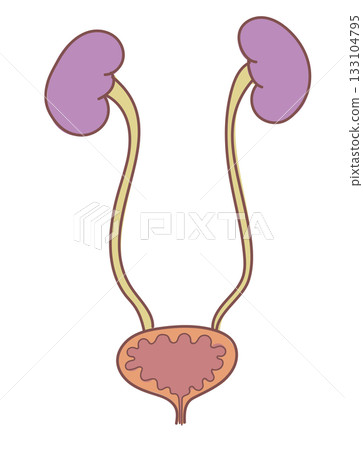 Simple kidney to bladder illustration 133104795