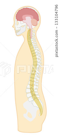 Illustration of a sideways skeleton, brain, and central nervous system 133104796