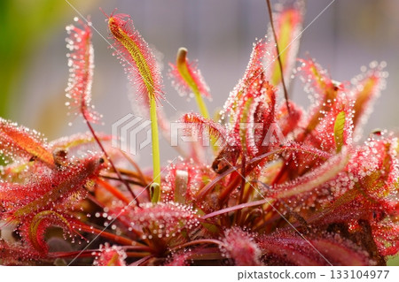 深秋的非洲茅膏菜 133104977