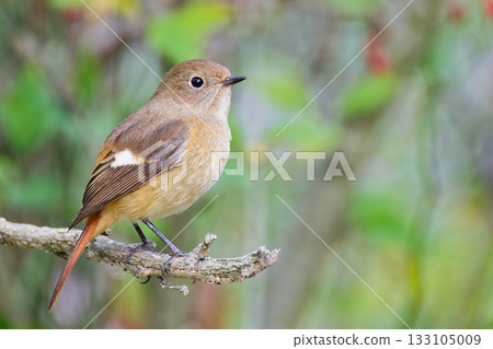 秋季一隻略顯豐腴的雌性達烏裡紅尾鴝 133105009