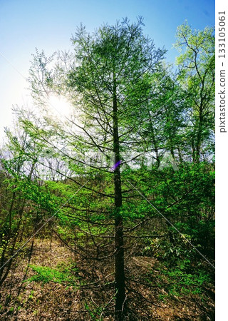 妻戀村清新的綠意 133105061