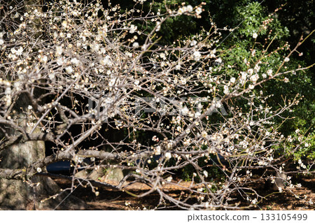 京都御苑中盛開的白梅花 133105499