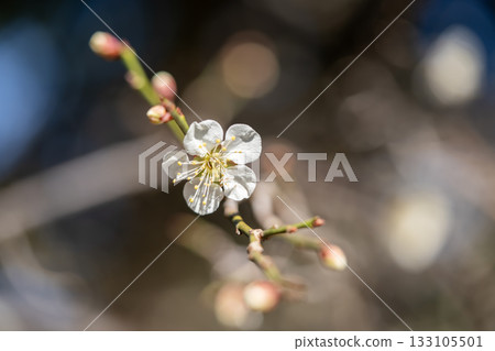 預示春天的白梅花 133105501