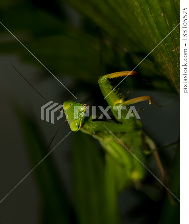 Close-Up Mantis Religiosa Looking Into Camera Close-Up Mantis Religiosa Looking Into Camera 133105525