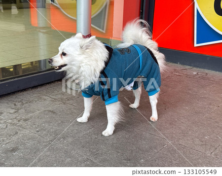 White dog in blue clothing standing near shop window. Calm observation, loyalty, and tenderness of everyday urban friendship. White dog in blue clothing standing near shop window. Calm observation, loyalty, and tenderness of everyday urban friendship. 133105549