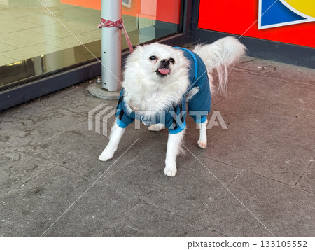 Playful white dog sticking out tongue near store entrance. Joy, spontaneity, and daily urban life expressed through pet emotion. Playful white dog sticking out tongue near store entrance. Joy, spontaneity, and daily urban life expressed through pet emotion. 133105552
