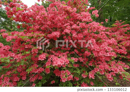 Azalea full bloom 133106012