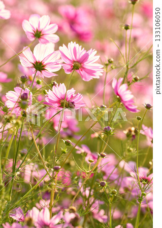 黃昏時的波斯菊 黃昏時的波斯菊 133106050