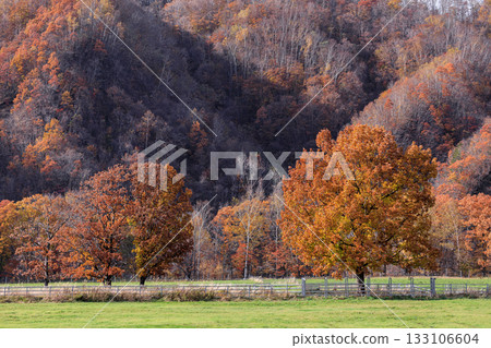 Autumn leaves at Nukataira Valley, Biratori Town, Hokkaido [October] 133106604