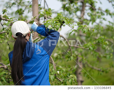 一位身穿全套防護裝備的農家女正在採摘蘋果花 133106845