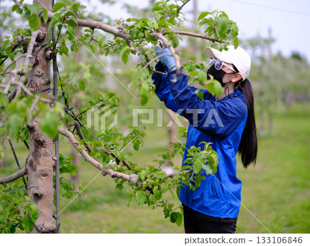 A farmer's daughter in full protective gear picking apple blossoms 133106846