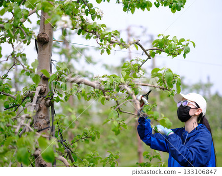 一位身穿全套防護裝備的農家女正在採摘蘋果花 133106847