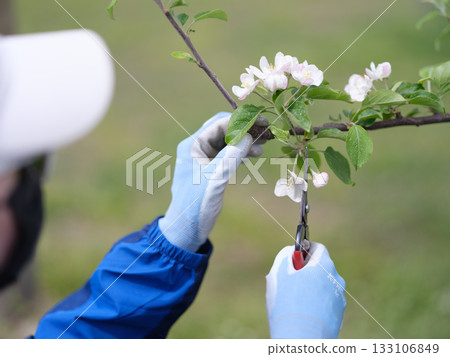 A farmer's daughter in full protective gear picking apple blossoms 133106849