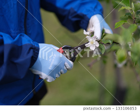 A farmer's daughter in full protective gear picking apple blossoms 133106853