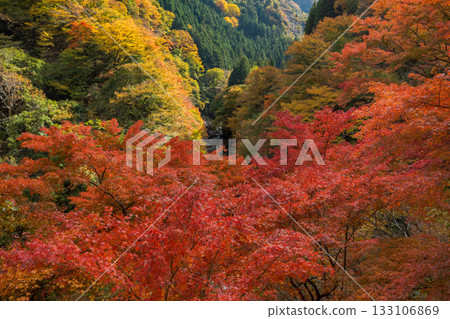 Maple leaves and valley Maple leaves and valley 133106869