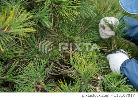 pruning, gardener, landscaper 133107017