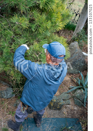 pruning, gardener, landscaper 133107025