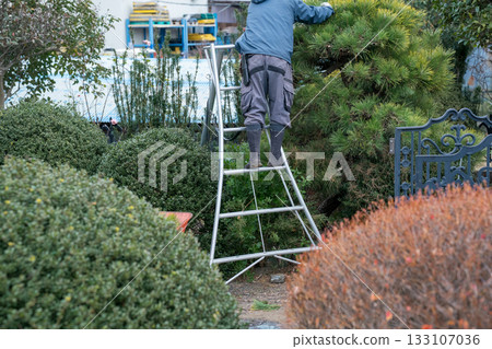 pruning, gardener, landscaper 133107036