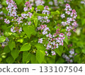 Bright lilac flowers with green leaves in lush garden setting soft background 133107504