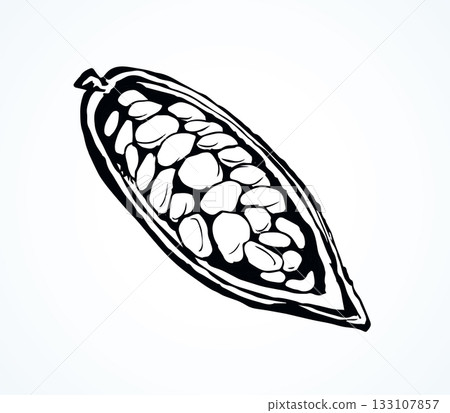 Cocoa Fruits. Vector drawing Cocoa Fruits. Vector drawing 133107857