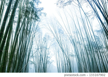 A shining bamboo forest and snowy scenery on a winter morning A shining bamboo forest and snowy scenery on a winter morning 133107902
