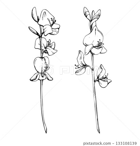 Spartium Spanish broom rush Mediterranean flower stalks hand drawn in vector ink. Legume pea family, garden decoration plant. Single object isolated botanical illustration. Florist shop, wedding Spartium Spanish broom rush Mediterranean flower stalks hand drawn in vector ink. Legume pea family, garden decoration plant. Single object isolated botanical illustration. Florist shop, wedding 133108139
