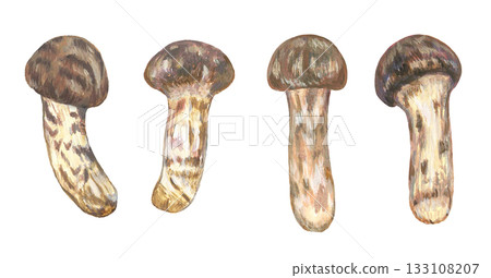 松茸的插圖 133108207