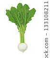 Illustration of turnip 133108211