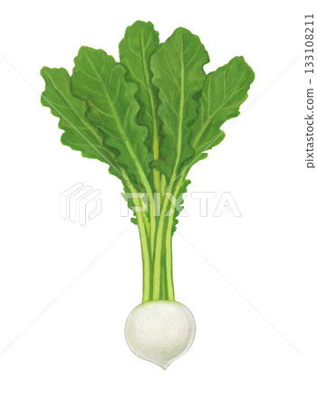 Illustration of turnip 133108211