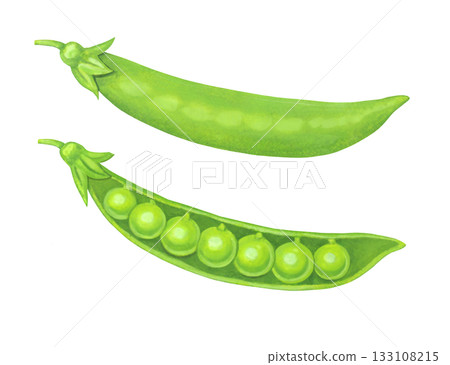 豌豆的插圖 133108215