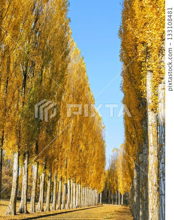 Beautiful autumn scenery in Berlin encountered during a walk Beautiful autumn scenery in Berlin encountered during a walk 133108481