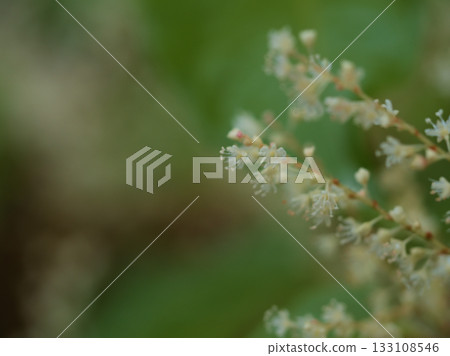 奄美虎杖在十一月盛開得非常美麗。 133108546