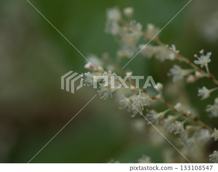 奄美虎杖在十一月盛開得非常美麗。 133108547