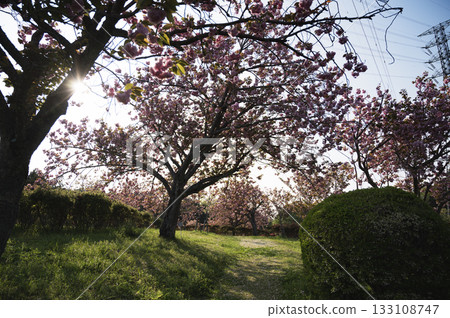 茨城縣中市靜峰故裡公園的春天 133108747