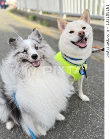 Close brothers, a white Shiba Inu and a Sheltie 133109161