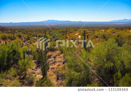 Landscape of the Sonoran Desert in Arizona 133109369