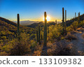 Sunset at King Canyon Trailhead in Saguaro National Park in Arizona 133109382