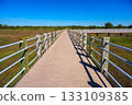 Boardwalk Through Marsh at Silver Sands State Park, Connecticut 133109385