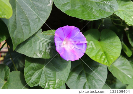 盛開的牽牛花 133109404