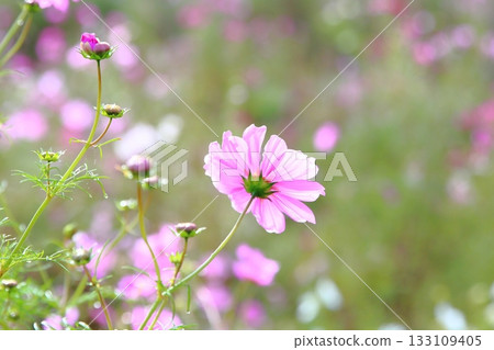 Cosmos flowers in the morning sun 133109405