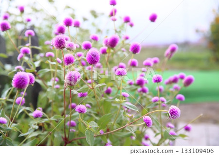 Flowers in full bloom 133109406