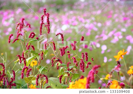 Polygonum gracilis flowers blooming in the flowerbed Polygonum gracilis flowers blooming in the flowerbed 133109408