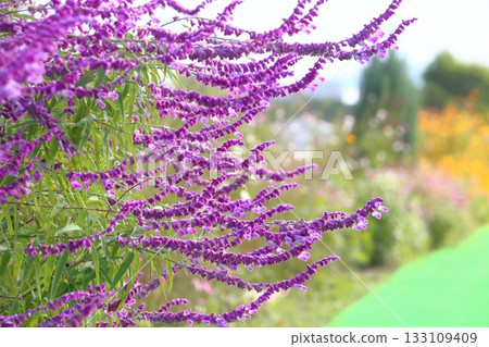 花壇裡盛開著鼠尾草花。 133109409