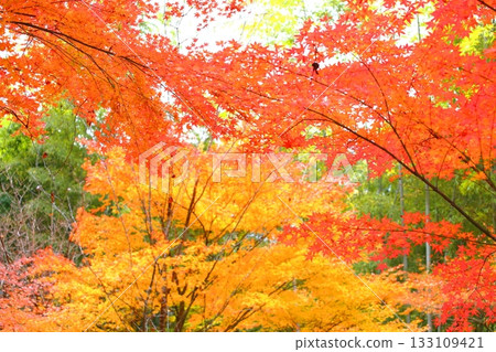 Autumn in the countryside 133109421