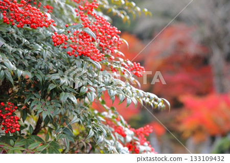 Colored fruits of Nanten Colored fruits of Nanten 133109432