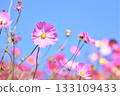 Pink cosmos and blue sky 133109433